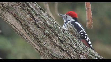 Middle Spotted Woodpecker