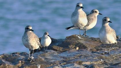 Karakarınlı kumkuşu