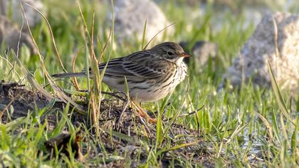Meadow Pipit
