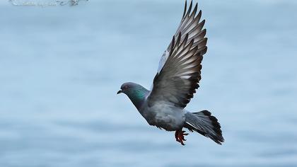 Rock Dove