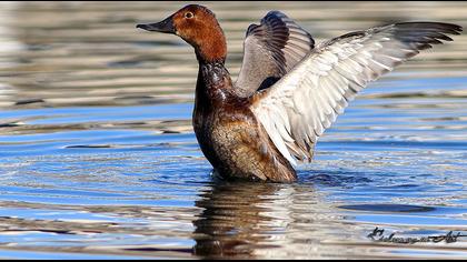 Common Pochard