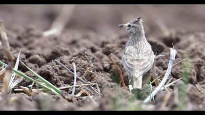 Crested Lark