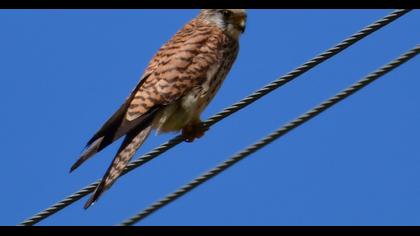Lesser Kestrel