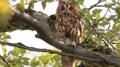 Tawny Owl