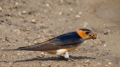 Red-rumped Swallow