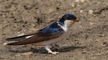 Common House Martin