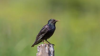 Common Starling