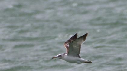 Pallas`s Gull