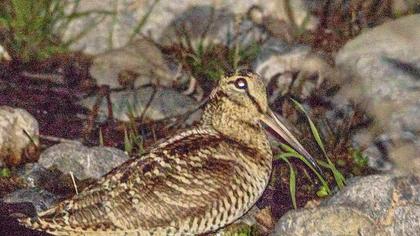 Eurasian Woodcock