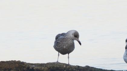 European Herring Gull