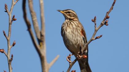 Redwing
