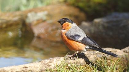 Eurasian Bullfinch