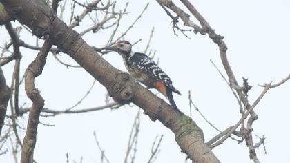 White-backed Woodpecker