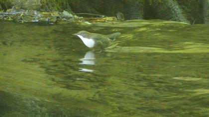 White-throated Dipper