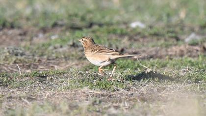 Richard`s Pipit