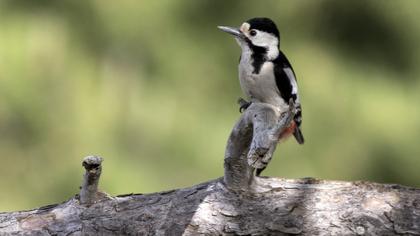 Küçük ağaçkakan
