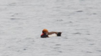 Red-crested Pochard