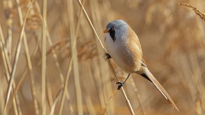 Bearded Reedling