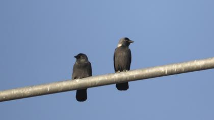 Western Jackdaw