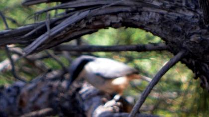 Eastern Rock Nuthatch