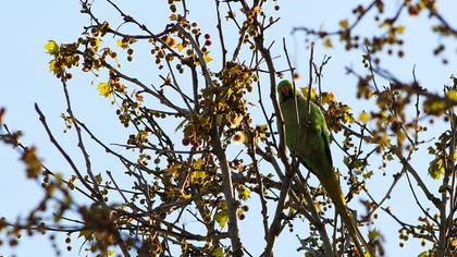 Rose-ringed Parakeet