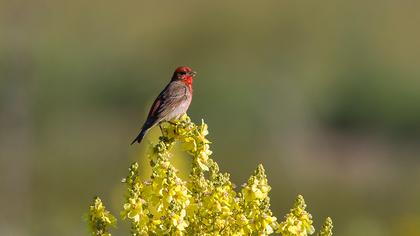 Common Rosefinch