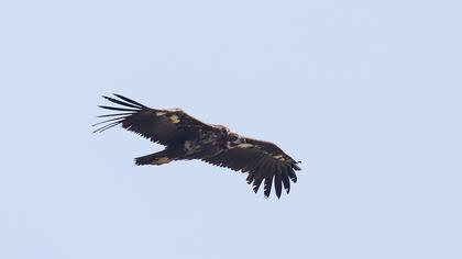 Cinereous Vulture