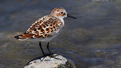 Little Stint