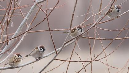 Eurasian Tree Sparrow