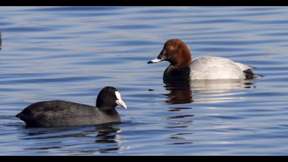 Common Pochard