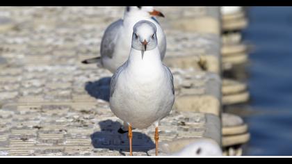 Black-headed Gull