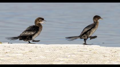 European Shag