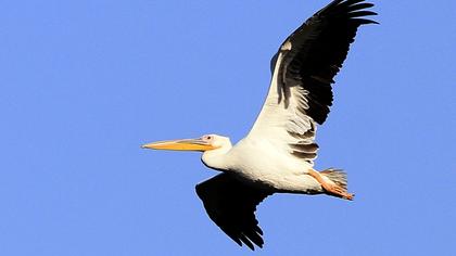 Great White Pelican