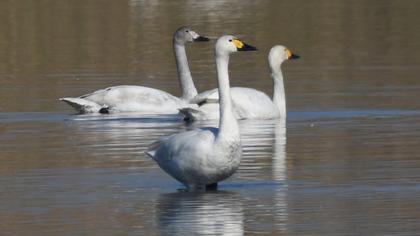 Tundra Swan