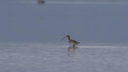 Eurasian Curlew
