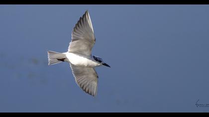 Whiskered Tern
