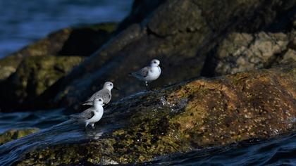 Sanderling