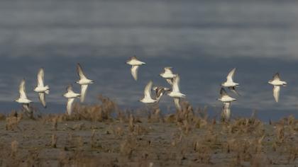 Sanderling