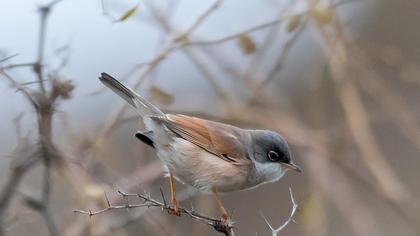 Spectacled Warbler