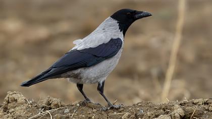 Hooded Crow