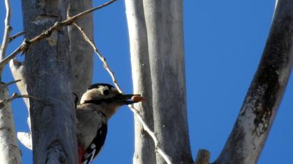 Syrian Woodpecker