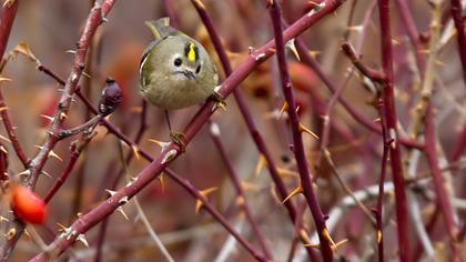 Goldcrest