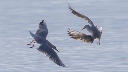 Slender-billed Gull