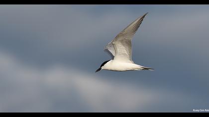 Gull-billed Tern