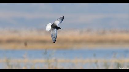 White-winged Tern