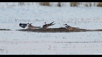 Black Tern