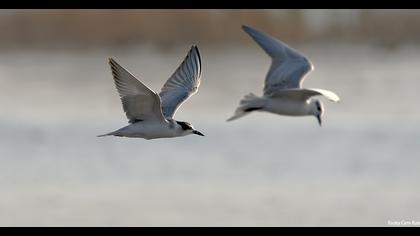 Whiskered Tern