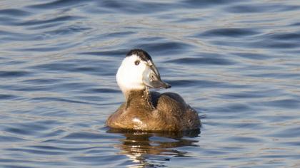 White-headed Duck