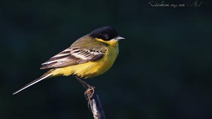 Western Yellow Wagtail