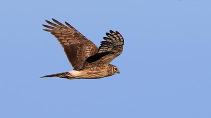 Hen Harrier